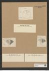 Actinoptychus splendens (Ehr.) Shadb. (de-Toni-Nr.: Genus 227, Species 5568) Zeichnungen Sammlung Grunow Nr. 9608 (NHMW-BOT-W0379426)